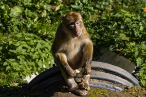 Macaque de Barbarie